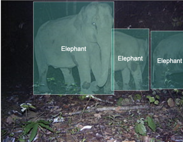 Go Gopher mascot with code